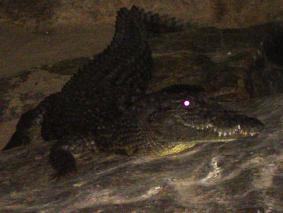 een verdwaalde krokodil langs de nijl
